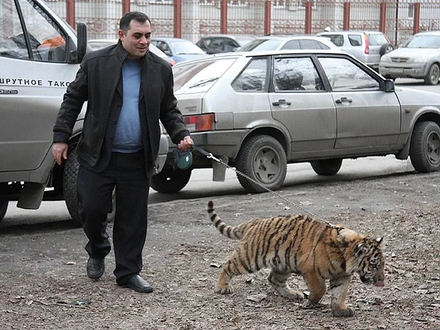 Offering his nose for a kiss. How the whole world helped save tiger cub Zhorik. - My, Amur tiger, Kindness, Wild animals, Animal shelter, Veterinary, Longpost
