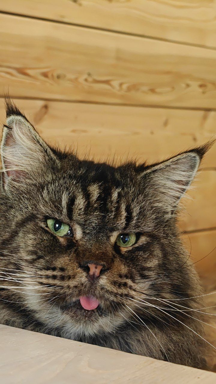 A story about how I live in a house with 40+ rescued cats - from summer cottages, from euthanasia, from breeders, from abandoned cats, and from those who came to me at the point of death. - My, cat, Short videos, Vertical video, Animals, Rabbit, Dacha, Video, Longpost