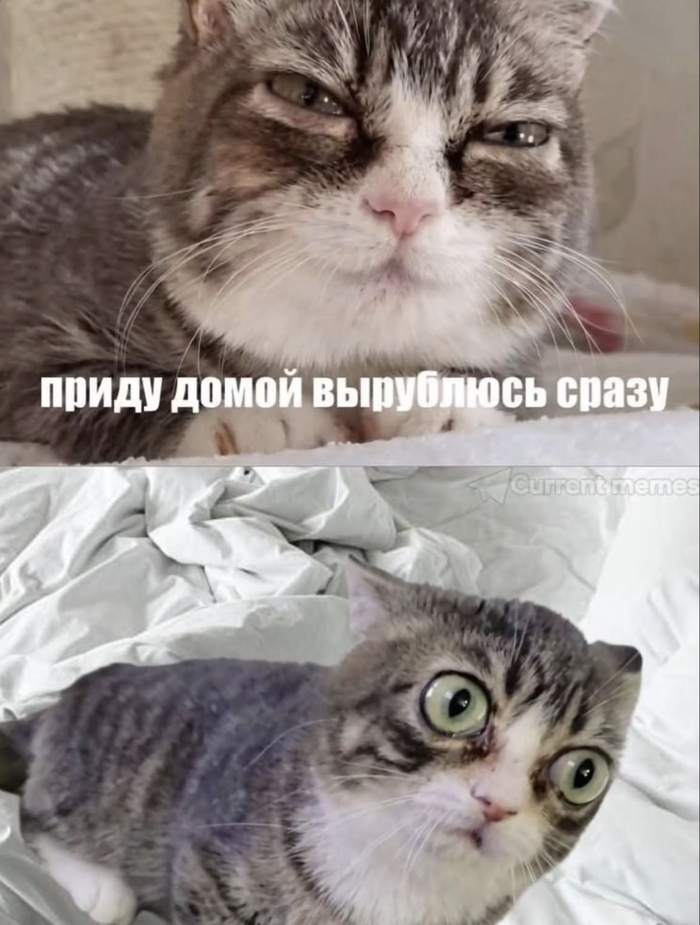 Дома жаль спать, это вам не на работе спать