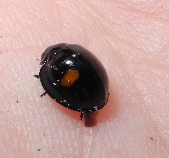 ����������� ��������� (Chilocorus renipustulatus) - ������� ����� �������