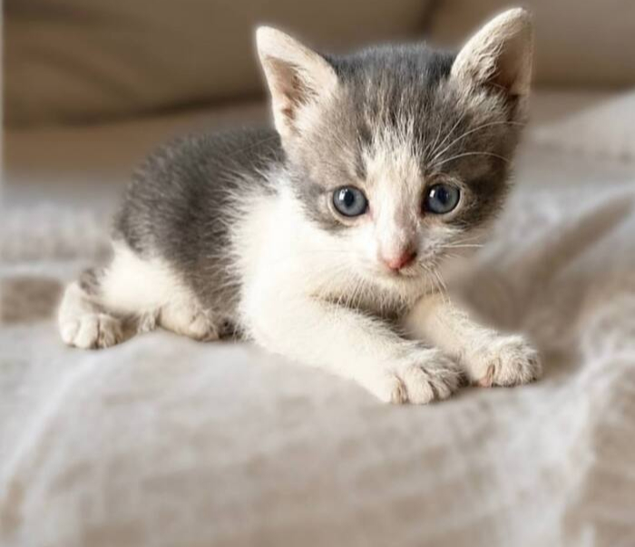 Котёнка Дюймовочку обзывают некрасивой! Ей очень нужен Дом!