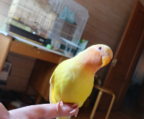������