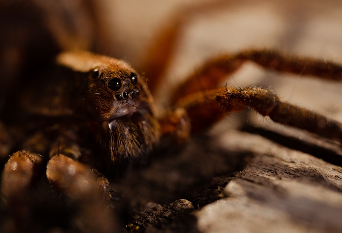 Canon r6 m2,laowa100mm macro. 