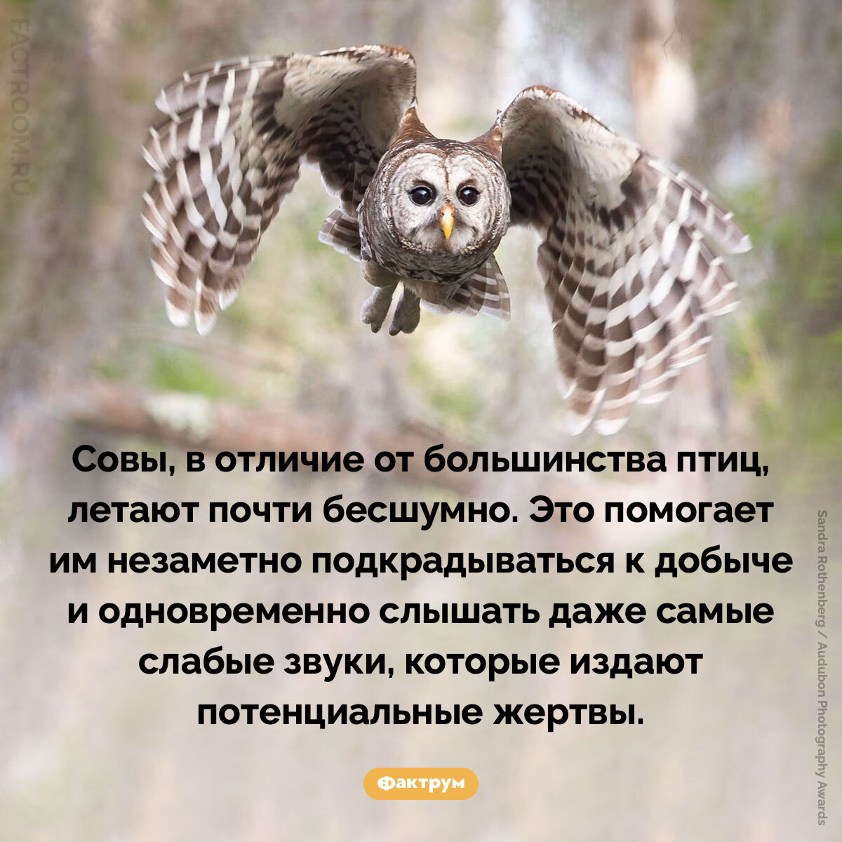 Interesting Facts #276 - My, Informative, Facts, A selection, Picture with text, Factrum, Want to know everything, Amazing