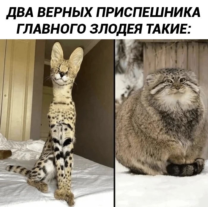 Такие типо: