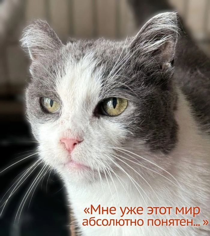 К И Р А кошечка 3 года
