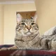 Аватар пользователя samez