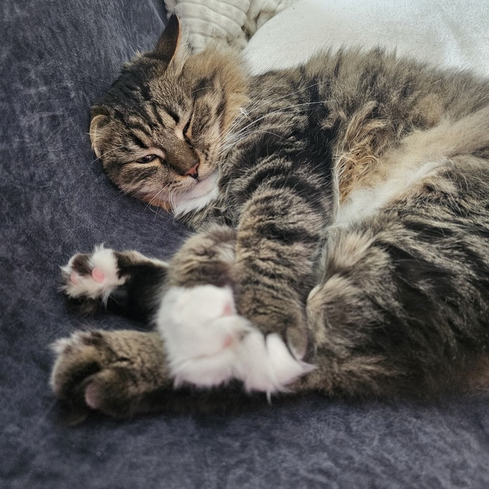 Толстый котик