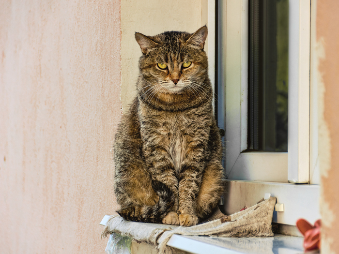 Котопортрет