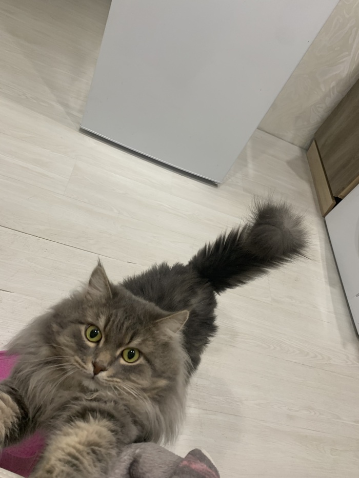 Мой лев