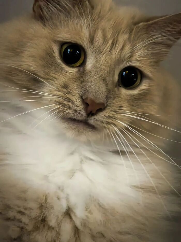 Котамба