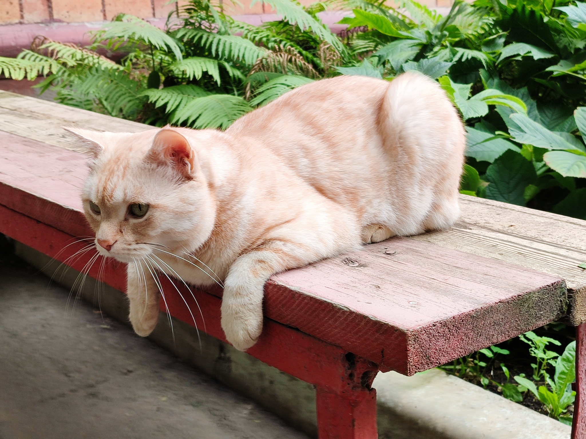 You can't just walk past a cat on the street. - My, Milota, Images, cat, Small cats
