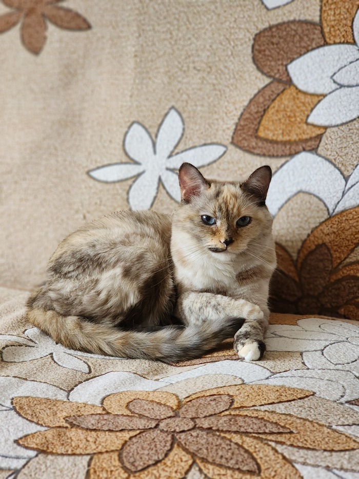 Лапка на лапке)