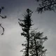 ����� ����� ������ ���� �����������