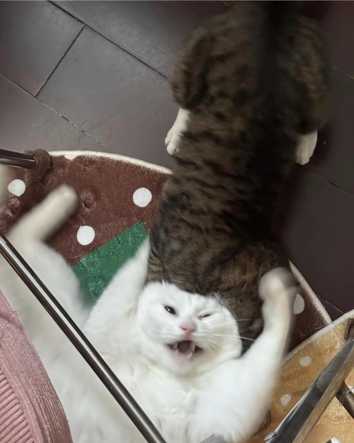 Коты дня