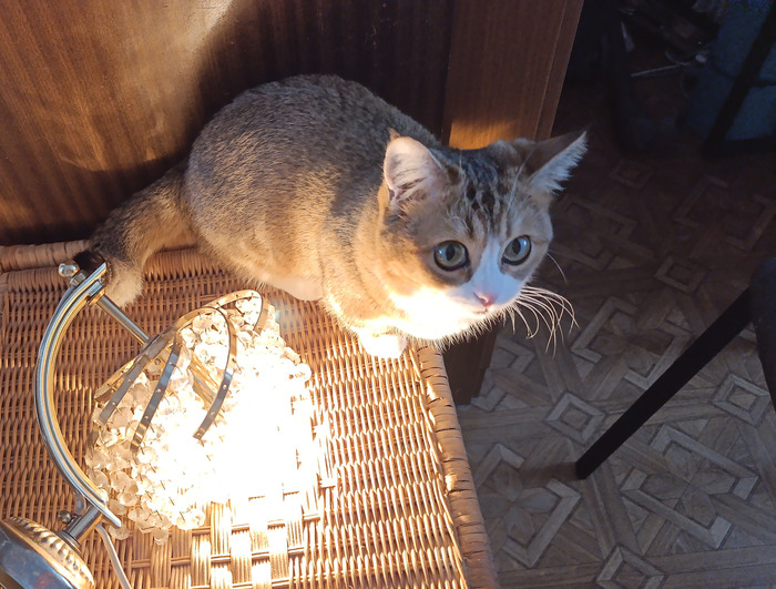 Котолампа с лучиками