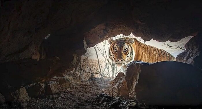 Амурский тигр украл фотоловушку у немецкого фотографа :)