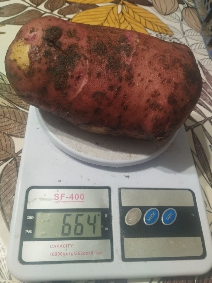 Не гигантская тыква, но тоже неплохо