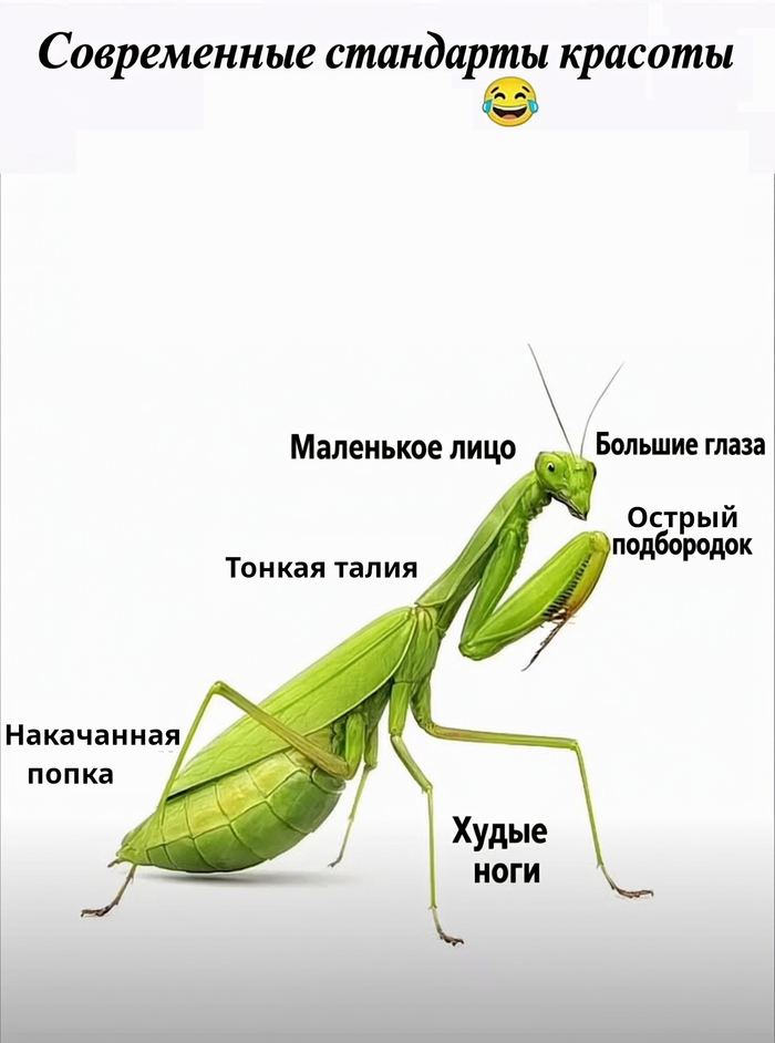 Современные стандарты красоты