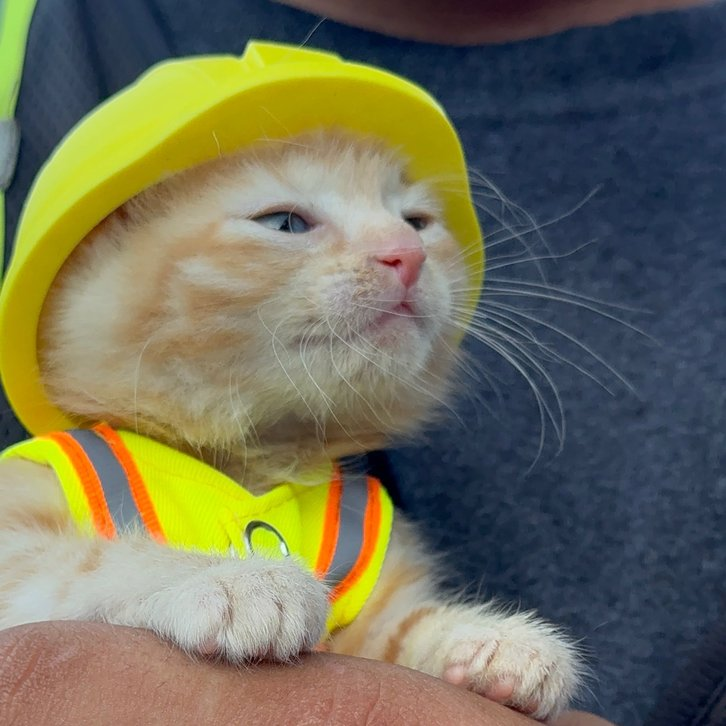 A kitten got stuck in an excavator and became a member of the team. - Series Cats, Kittens, Animal Rescue, cat, USA, Ohio, Milota, Longpost, Excavator, Excavator operator