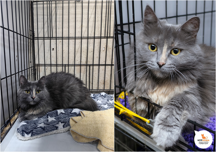 Кошка Милентина, 1 год, приехала с передержки