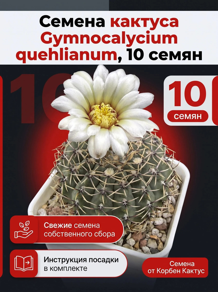 Семена кактуса