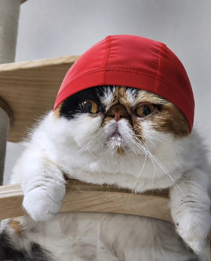 Кот дня