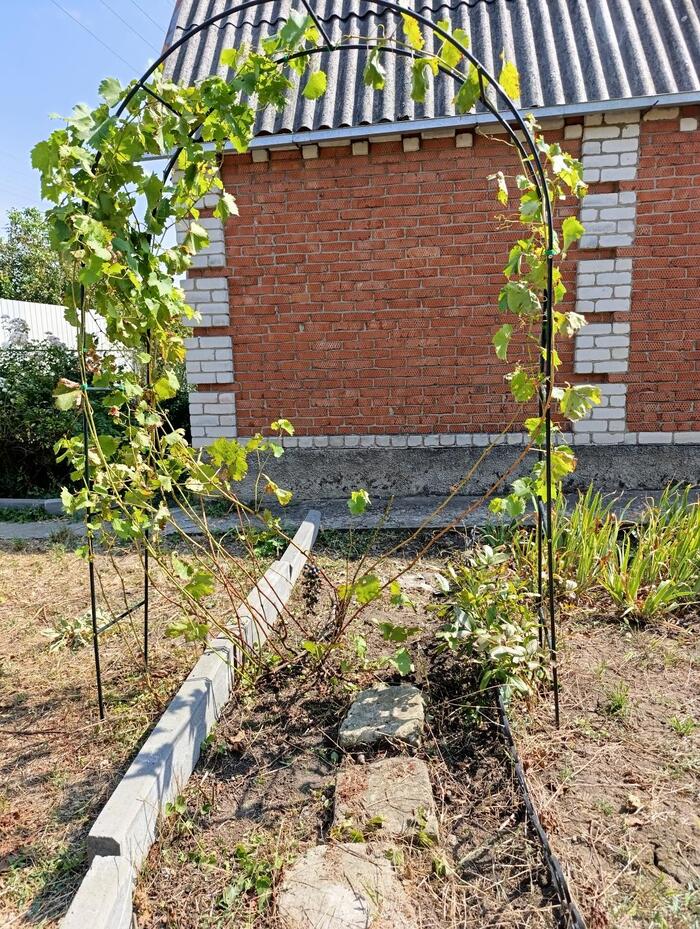 Куст №1. Внизу висит пара гроздочек