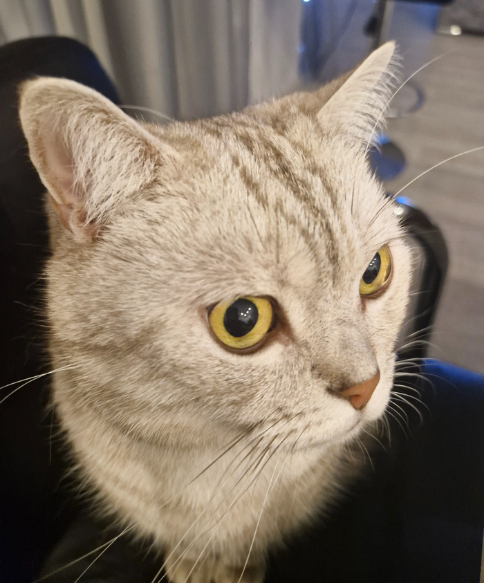 Кот Барсентий Укусов