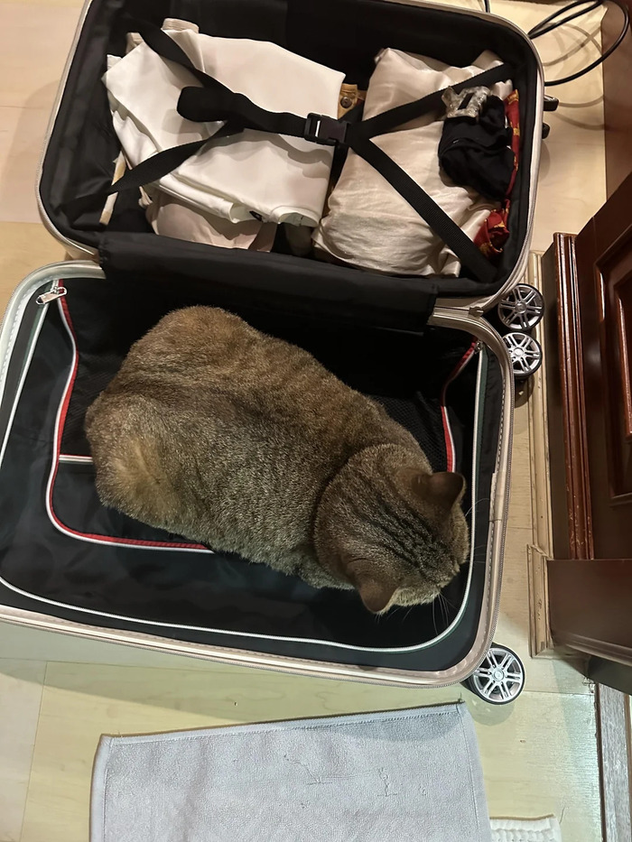 Уезжая в отпуск, не забывайте кота