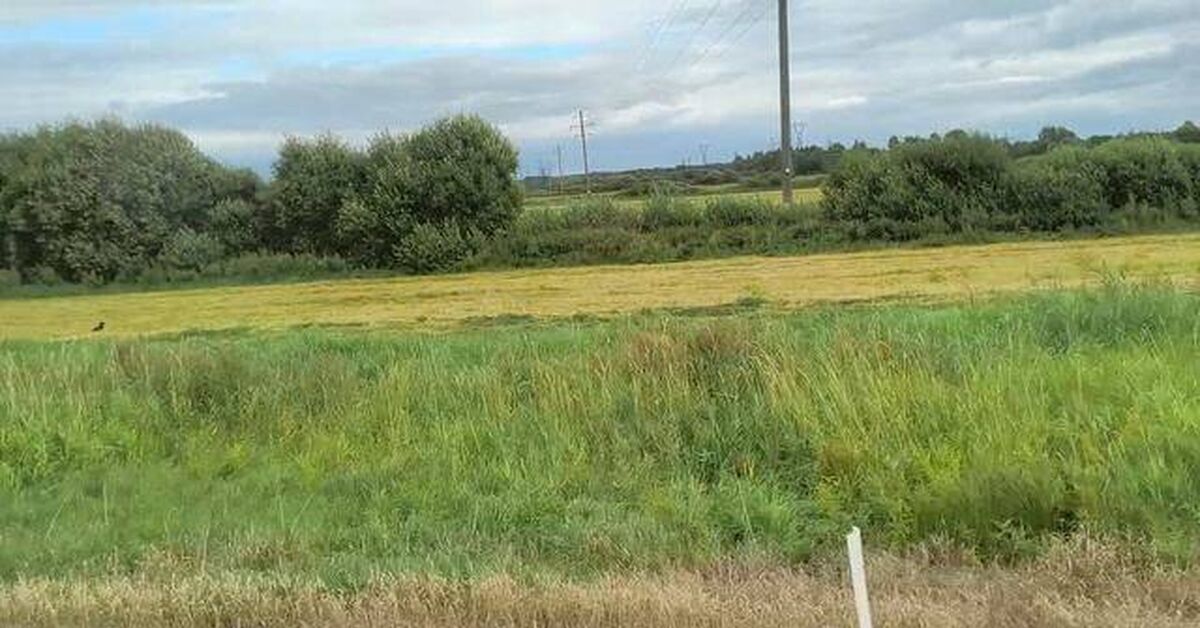 I'm riding on the bus, looking out the window, and there's a classic Russian landscape. But if you look closely, you can see them hiding among the trees. - Video, Landscape, Attentiveness, Eagles, Birds, Mystery, Question, Rutube
