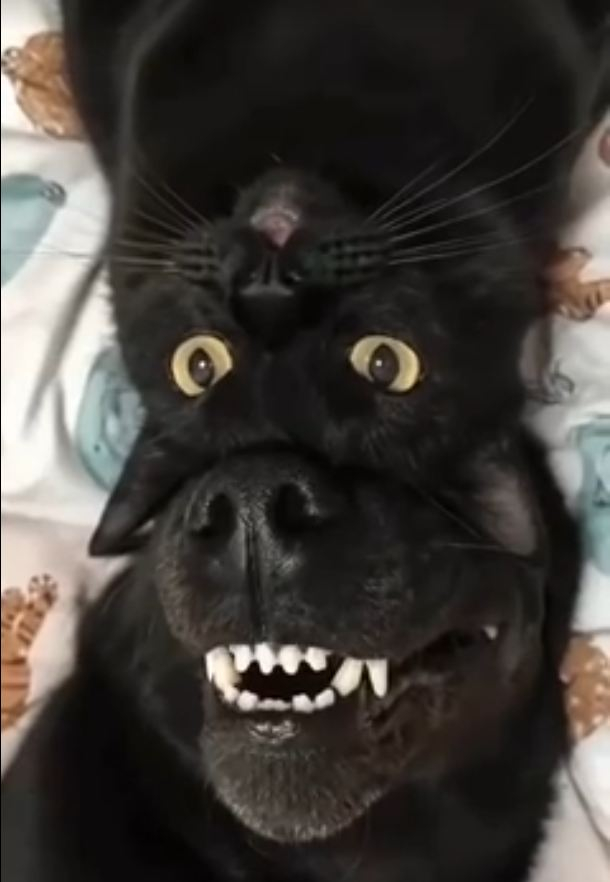 Косопёт