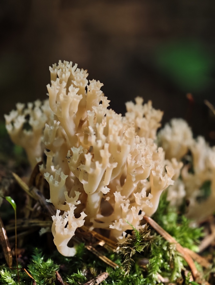 ����������� �������������� artomyces pyxidatus