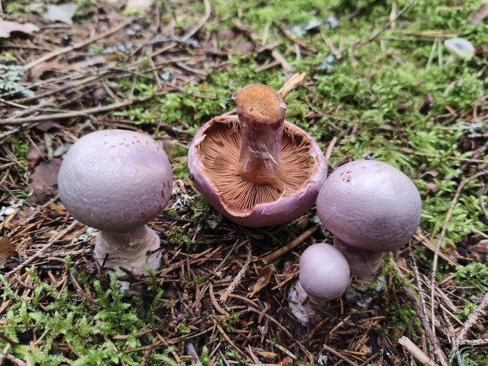 ��������� ����� (���. Cortinarius traganus)