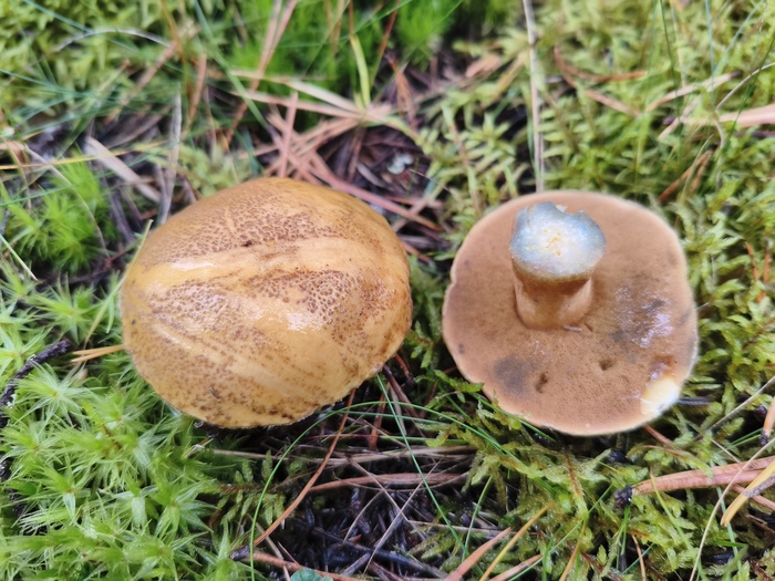 Маслёнок жёлто-бурый (лат. Suillus variegatus)