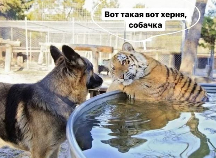 Шестеренки - те еще засранцы