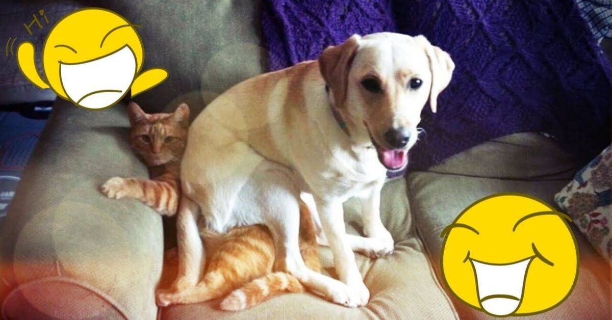 Funny and amusing animals)) - Humor, Animals, Pets, cat, Dog, Cats and dogs together, Dog lovers, Cat lovers, Video, Rutube