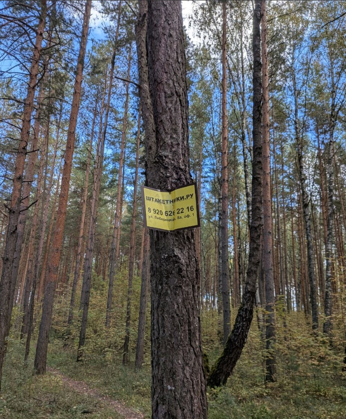 Прибили гвоздями к дереву в лесу. Какая-то новая мода среди умственных лишенцев