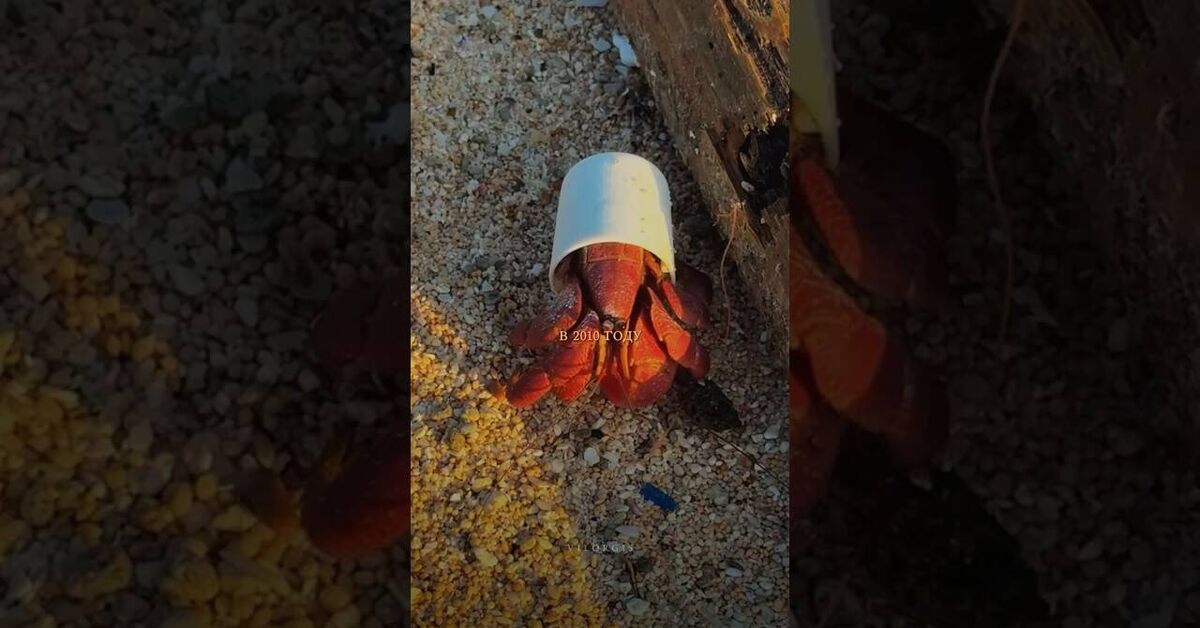 What an unfair life - Nature, Crustaceans, The photo, Video, Youtube