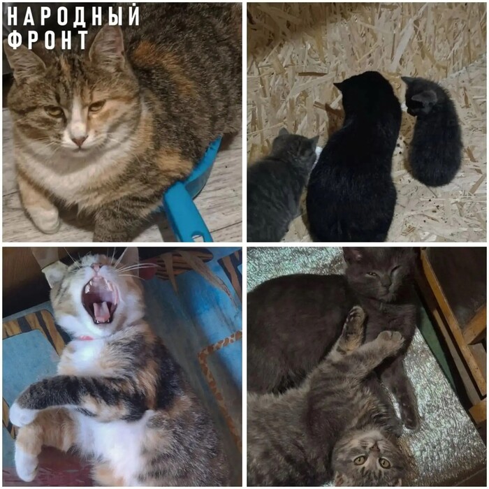 Четырёхлапые друзья наших героев всегда рядом