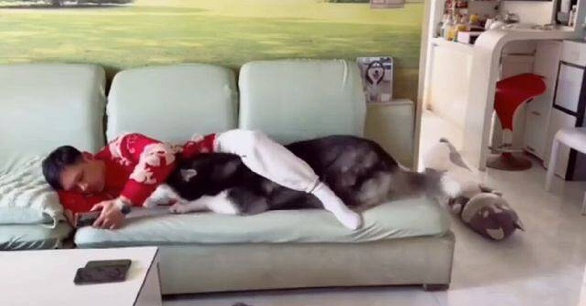 Beloved friend - Rutube, Animals, Pets, Dog, Video, Short videos