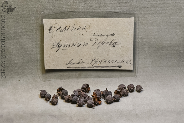 Шишки кипариса нутканского. Собраны И.Г. Вознесенским в Ново-Архангельске, остров Ситка. Из фондов Ботанического музея БИН РАН.