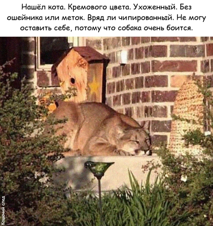 Котик