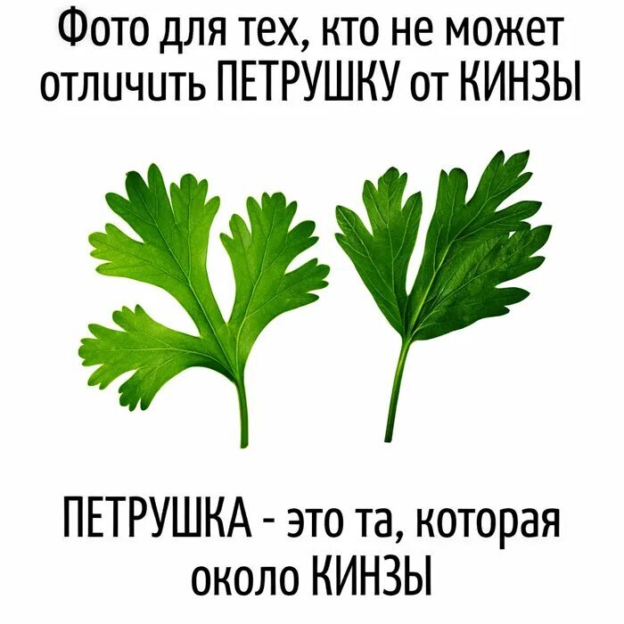 Как вы относитесь к кинзе?