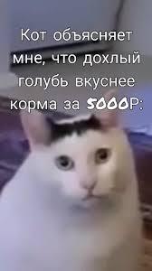 Котик