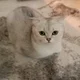 ����� ����� ������ ���� �����������