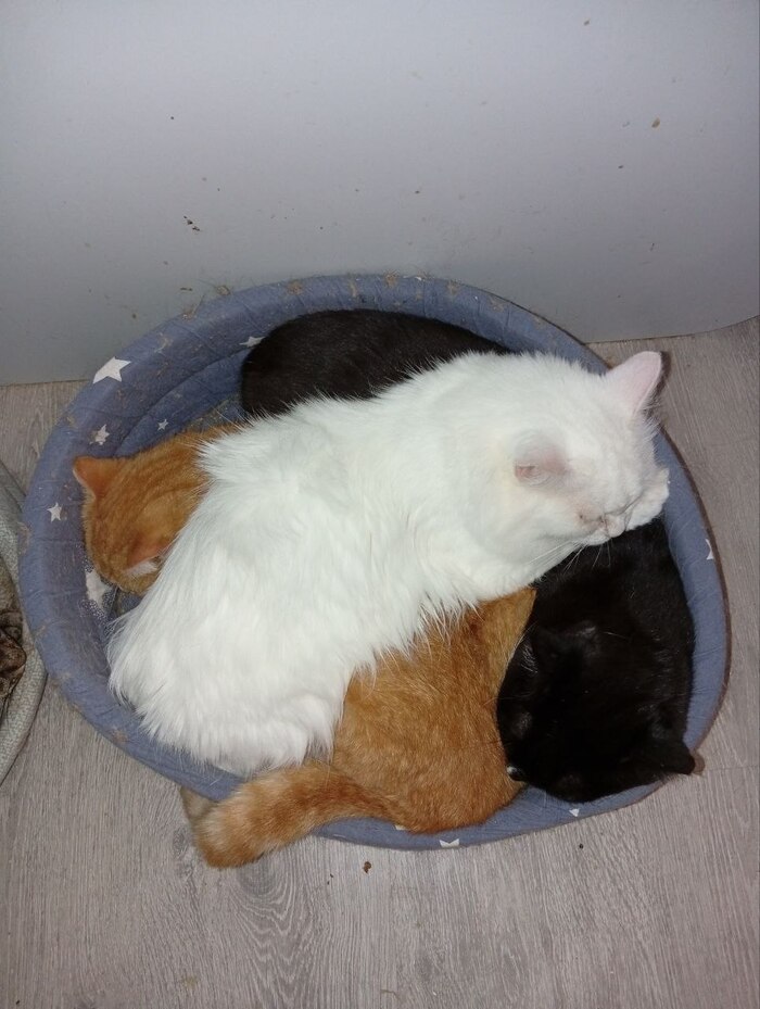 ������ ���� 🐾
