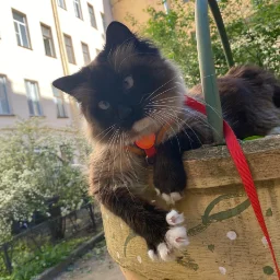 Simbadrug