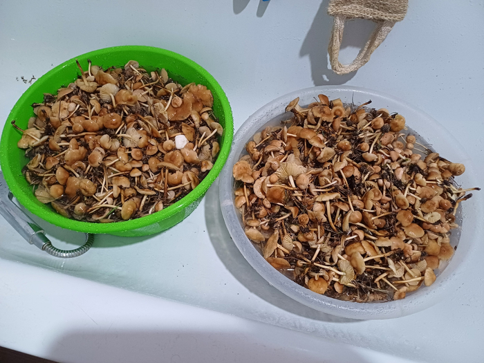 �� 3 ���� ������� ����� ����������