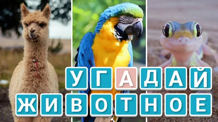 Угадай животное на Пикабу Игры